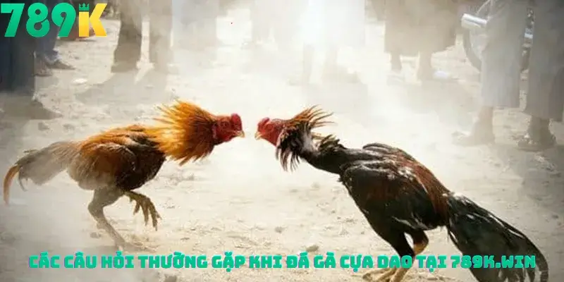 Các câu hỏi thường gặp khi Đá Gà Cựa Dao Tại 789K.win