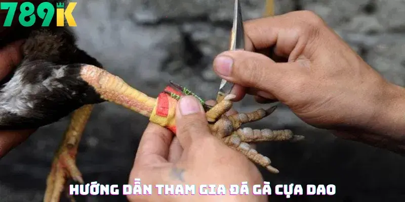 Hướng dẫn tham gia đá gà cựa dao