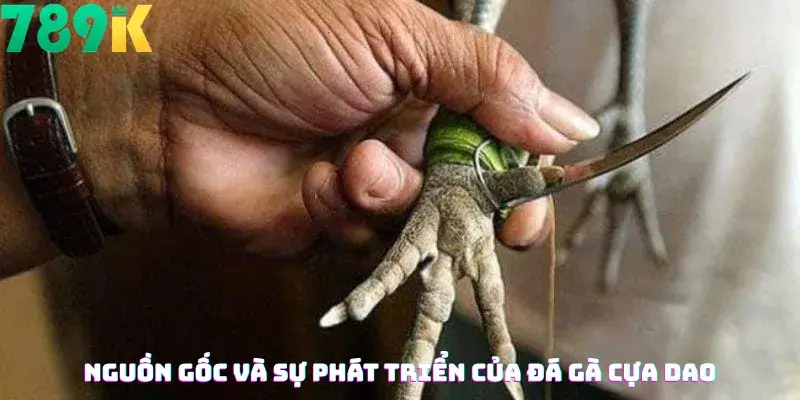 Nguồn gốc và sự phát triển của đá gà cựa dao