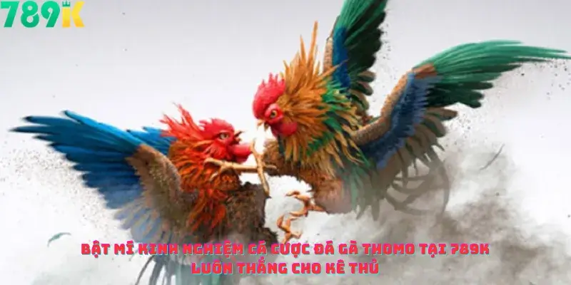Bật Mí Kinh Nghiệm Cá Cược Đá Gà Thomo Tại 789k Luôn Thắng Cho Kê Thủ