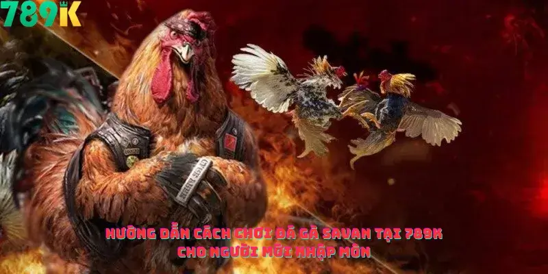 Hướng Dẫn Cách Chơi Đá Gà Savan Tại 789k Cho Người Mới Nhập Môn