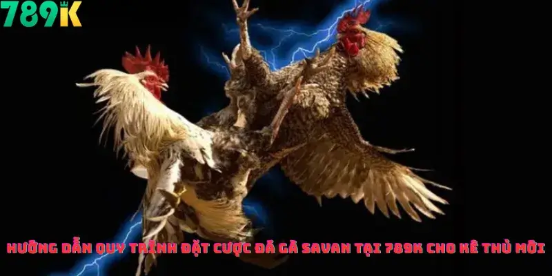 Hướng Dẫn Quy Trình Đặt Cược Đá Gà Savan Tại 789k Cho Kê Thủ Mới